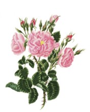 Cultivated plant, precious rose, rose rosa damascena, red monthly rose, illustration, reproduction