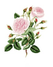 Cultivated plant, precious rose, rose provencialis, common Provence rose, illustration,