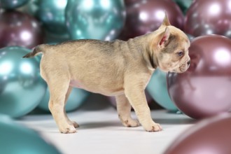 Cute cream colored French Bulldog dog puppy with short tail standing in front of colorful balloons