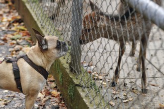 French bulldog dog sniffs young Shika deer through wildlife enclosure fence
