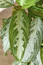 Close up of leaf of tropical 'Aglaonema Silver Bay' houseplant with silver pattern