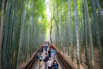 Visitors on their way through bamboo forest, towering bamboo trunks in Arashiyama bamboo forest,