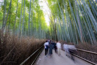 Visitors on their way through bamboo forest, motion blur, long exposure, towering bamboo stems in