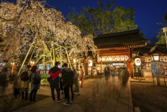 Illuminated Hirano shrine with cherry blossoms at night, blue hour, Hanami, Kyoto, Japan