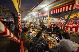 Cherry Blossom Festival, Hanami, Japanese eating grilled food at a long table, evening mood, Hirano