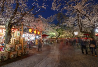 Illuminated food stalls and blooming cherry trees, cherry blossom festival, Hanami, blue hour,