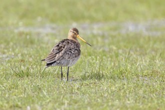Blacktail (Limosa limosa) runs on the shore of a lake in a moor, snipe birds, wildlife, nature