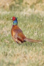 Pheasant, hunting pheasant (Phasianus colchicus), adult male bird in a meadow, wildlife, lembruch,