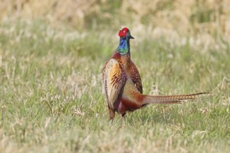 Pheasant, hunting pheasant (Phasianus colchicus), adult male bird courting in a meadow, area