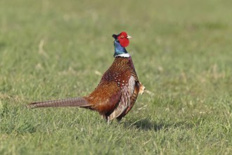 Pheasant, hunting pheasant (Phasianus colchicus), adult male bird in a meadow, wildlife, lembruch,