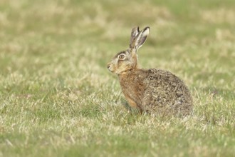 Brown hare (Lepus europaeus) sitting in a meadow, North Rhine-Westphalia, Germany