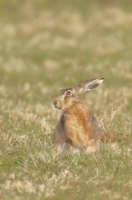 Brown hare (Lepus europaeus) sitting in a meadow, North Rhine-Westphalia, Germany