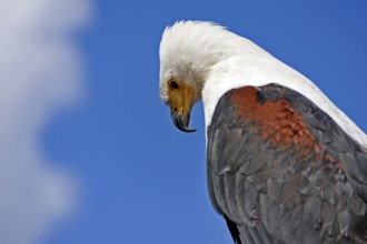 Bald eagle (Haliaeetus leucocephalus) against blue sky, public air show, Cologne, North
