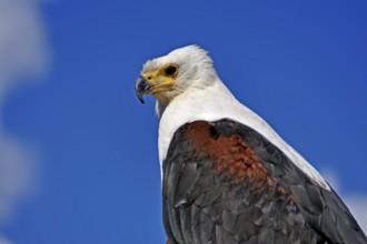 Bald eagle (Haliaeetus leucocephalus) against blue sky, public flight, Cologne, North