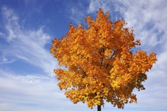 Norway maple (Acer platanoides) in golden yellow autumn color in a cloudy sky, Eckental, Middle