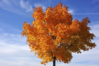 Norway maple (Acer platanoides) in golden yellow autumn color, cloudy sky, Eckental, Middle