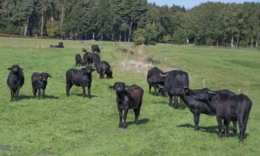 Young water buffaloes (Bubalus arnee) in the willow, Darß, Mecklenburg-Western Pomerania, Germany