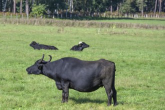 Water buffalo (Bubalus arnee) in the willow, Darß, Mecklenburg-Western Pomerania, Germany