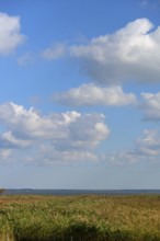 Reed, thatch (Phragmites australis) in front of the lagoon, Ahrenshoop, Darß, Mecklenburg-Western
