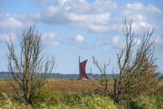 Zeesboot im Bodden, historic fishing boat, today for tourist ferries, reeds in front, Ahrenshoop,