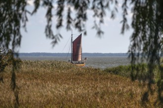 Zeesboot im Bodden, historic fishing boat, today for tourist ferries, Ahrenshoop, Darß,