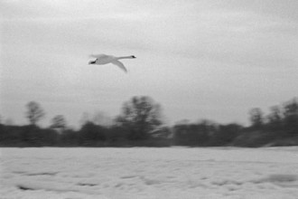 Frozen Elbe, swan flying over ice rink, Bleckede, Lower Saxony, Germany, January 03, 1997, vintage,