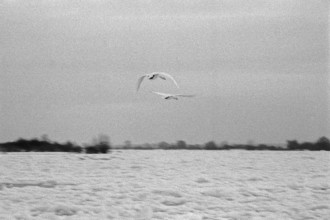 Frozen Elbe, swans flying over ice rink, Bleckede, Lower Saxony, Germany, January 03, 1997,