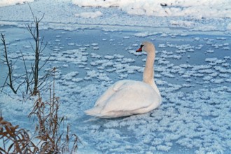 Swan sitting on ice rink, frozen Elbe, Bleckede, Lower Saxony, Germany, January 03, 1997, vintage,