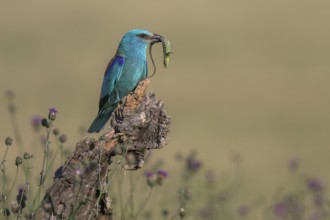 Blue racquet (Coracias garrulus) sitting in a flower meadow with captured sand lizard (Lacerta