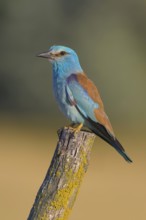 Blue racke (Coracias garrulus), on a post covered with yellow lichens, Kiskunság National Park,
