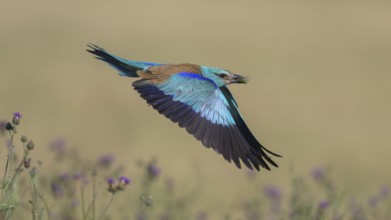 Blue racke (Coracias garrulus) flying in a flower meadow with an insect in its beak, Kiskunság