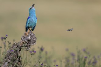 Blue racke (Coracias garrulus) calling to a sitting area in a flower meadow with butterfly,