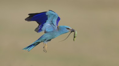 Blue racke (Coracias garrulus), flying with captured sand lizard (Lacerta agilis), in its beak,