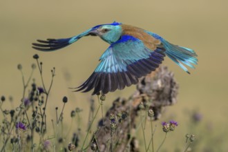 Blue racke (Coracias garrulus), starting from sitting room in a flower meadow, Kiskunság National