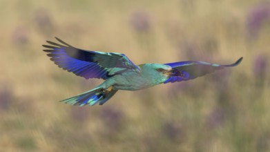 Blue racquet (Coracias garrulus), with beetle in its beak flying through a flower meadow, Kiskunság