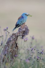 Blue racke (Coracias garrulus) sitting in a flower meadow with an insect in its beak, Kiskunság