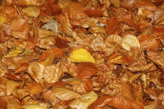 Beech (Fagus) leaves, in autumn, North Rhine-Westphalia, Germany