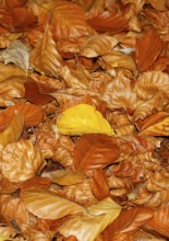 Beech (Fagus) leaves, in autumn, North Rhine-Westphalia, Germany