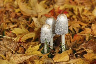 Schopftintling (Coprinus comatus), group in autumn leaves, North Rhine-Westphalia, Germany