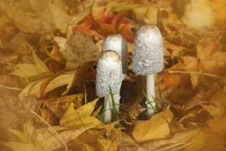 Schopftintling (Coprinus comatus), group in autumn leaves, alienation, North Rhine-Westphalia,