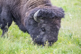 Large wild american bison grazing in a field in yellowstone national park