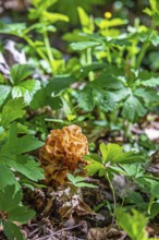 Morel fungi (Morchella conica) growing on the ground in a deciduous forest in early summer