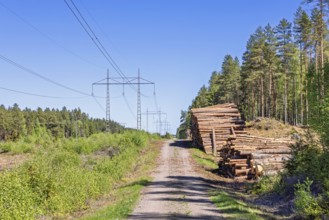 Timber stacks by a forest road next to a high-voltage power line in a pine woodland a sunny summer