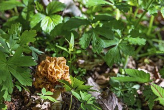 Beautiful Morel fungi (Morchella conica) growing on the ground in a deciduous forest in early