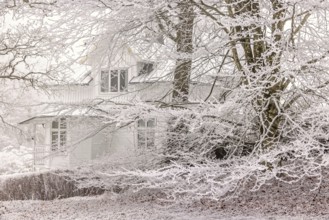 Frosty tree branches by a white old wooden house a cold misty winter day, Sweden
