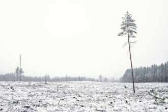 Clearcutting area a cold gray misty winter day with frost and snow