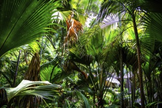 Fond Ferdinand Nature Reserve, Praslin, Seychelles, Praslin, Seychelles