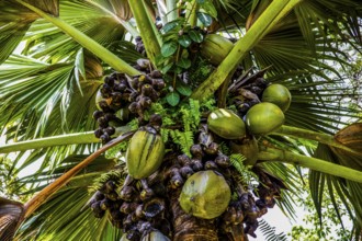 Female coco de mer, Seychelles palm, Lodoicea maldivica, most famous endemic palm species with the