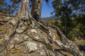 Tree overgrowth, Temple 11, Copan, Honduras, Honduras