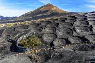 La Geria wine-growing region and work of art, UNESCO World Heritage, Lanzarote, Canary Islands,
